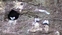 Kittiwakes on the cliff opposite Kittiwake's Rock, Dunmore East